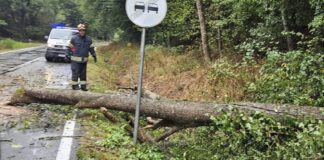 Palo stablo na prometnicu- intervenirali brestovački vatrogasci Palo stablo na prometnicu