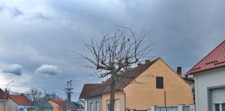 Orezivanje stabala prepustite djelatnicima Komunalca