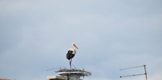 Vidjeli ste novo gnijezdo? Javite i pomozite u zaštiti bijelih roda!