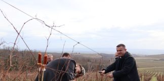 Fakultet turizma i ruralnog razvoja obilježio Vincelovo: “Vina su još mlada, ali će biti iznadprosječna”