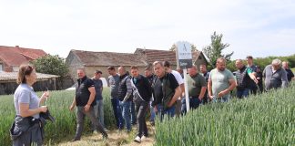 Agronom Dan polja pšenice na OPG-u Mije Samaržije