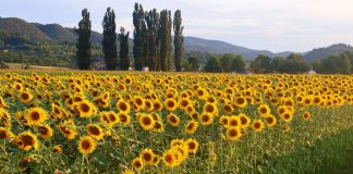 Suncokreti obasjali šetnicu kraj Orljave