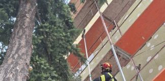 Vatrogasci spasili sokola kojem je noga zapela u gnijezdu
