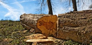 Netko je posjekao i otuđio stabla, policija traga za počiniteljem