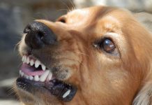 Pas napao i ugrizao 22-godišnju djevojku