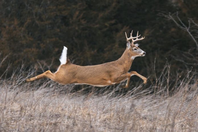 deer-9017673_1280