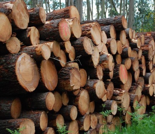 Nepoznati počinitelj posjekao i otuđio stabla kod Skenderovaca