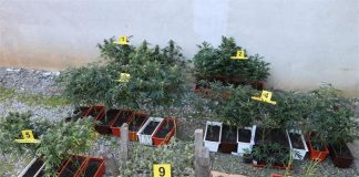 Kod 42-godišnjaka na području Požege pronađen laboratorij za proizvodnju droge tipa konoplje