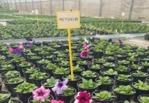 POLJOPRIVREDNO PREHRAMBENA ŠKOLA: Počela je prodaja presadnica cvijeća i povrća u školskom plasteniku