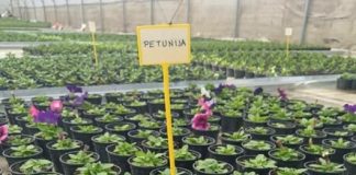 POLJOPRIVREDNO PREHRAMBENA ŠKOLA: Počela je prodaja presadnica cvijeća i povrća u školskom plasteniku