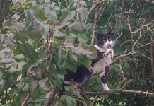 Nepoznati počinitelj ustrijelio mačku