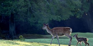 Kod Kutjeva postavljena improvizirana zamka, uginula srneća divljač