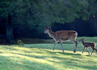 Kod Kutjeva postavljena improvizirana zamka, uginula srneća divljač