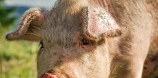 Izmjena i dopuna zone zaštite i zone nadziranje zbog izbijanja afričke svinjske kuge