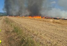 Požar progutao 40 hektara strništa kod Trenkova: Šteta oko 1.500 eura