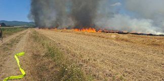 Požar progutao 40 hektara strništa kod Trenkova: Šteta oko 1.500 eura