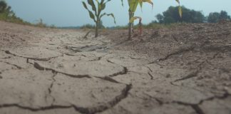 Proglašena prirodna nepogoda – suša za područje Požeško-slavonske županije