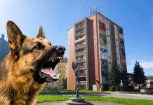 Na području Tekije i Babinog vira njemački ovčar bez nadzora napada pse u šetnji sa svojim vlasnicima