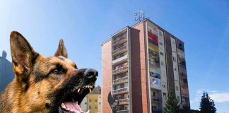 Na području Tekije i Babinog vira njemački ovčar bez nadzora napada pse u šetnji sa svojim vlasnicima
